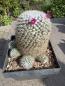 Preview: Mammillaria hahniana